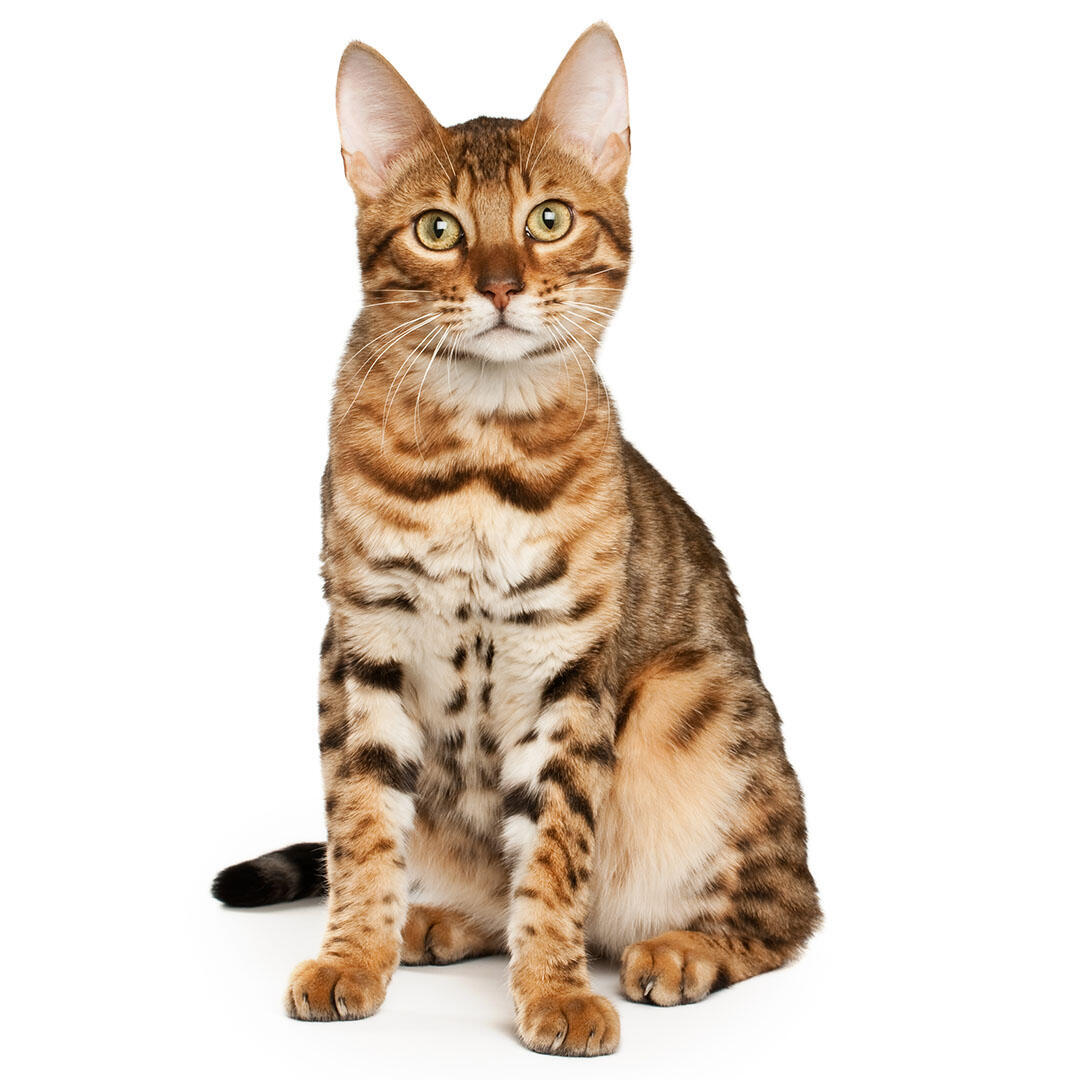 Bengal-Cat
